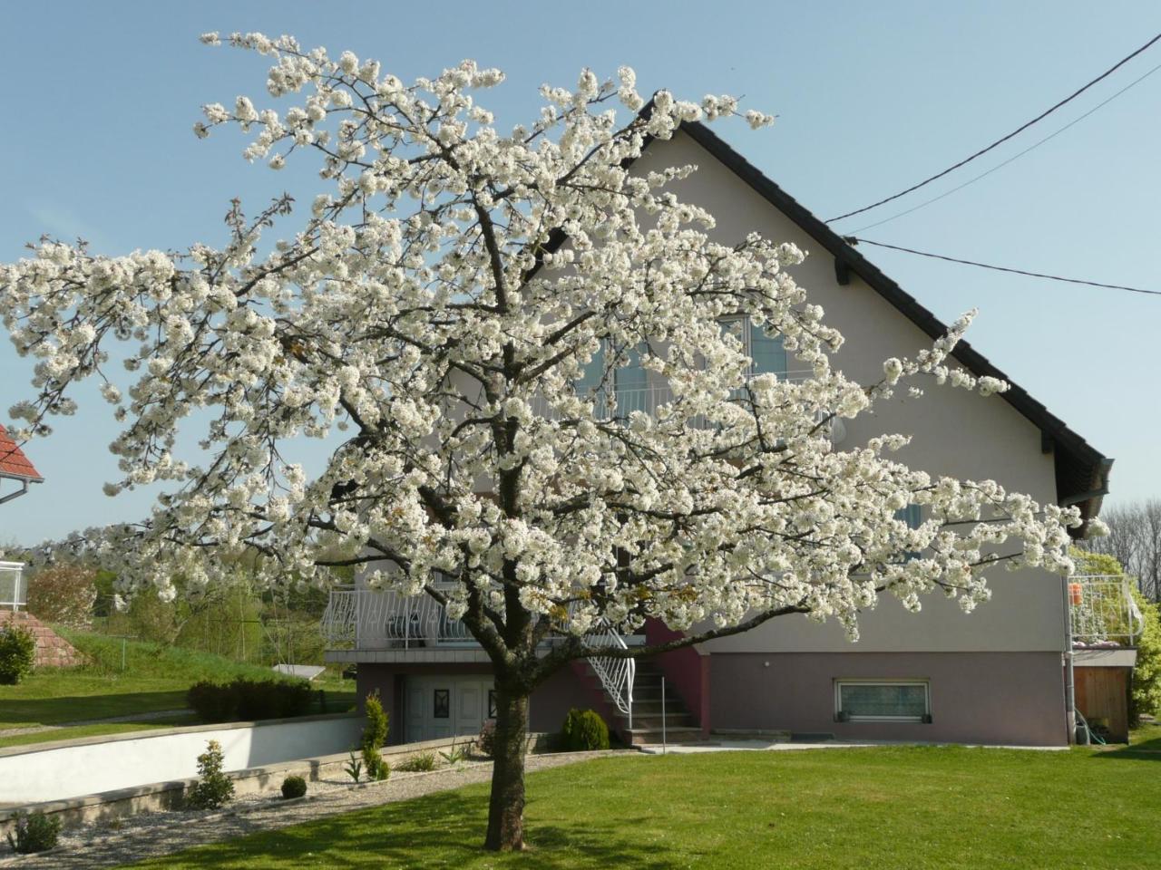 Chez Anny Et Jean Au Mittelbuehl-Reichshoffen住宿加早餐旅馆 外观 照片